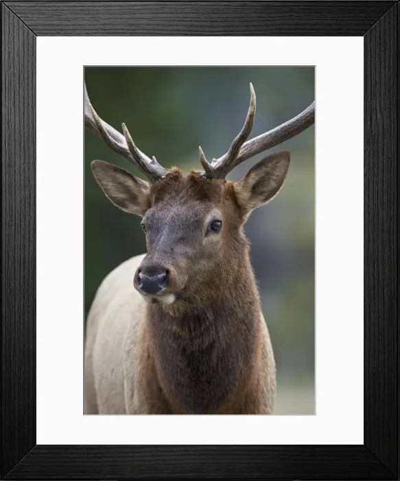 Framed Print : Bull elk (Cervus canadensis), Jasper National Park, Alberta, Canada, North America Framed Print : Bull elk (Cervus canadensis), Jasper National Park, Alberta, Canada, North America