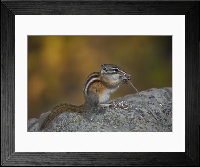 Framed Print : Uinta chipmunk (Tamias umbrinus) eating, Grand Mesa National Forest, Colorado, United States of America, North America Framed Print : Uinta chipmunk (Tamias umbrinus) eating, Grand Mesa National Forest, Colorado, United States of America, North America