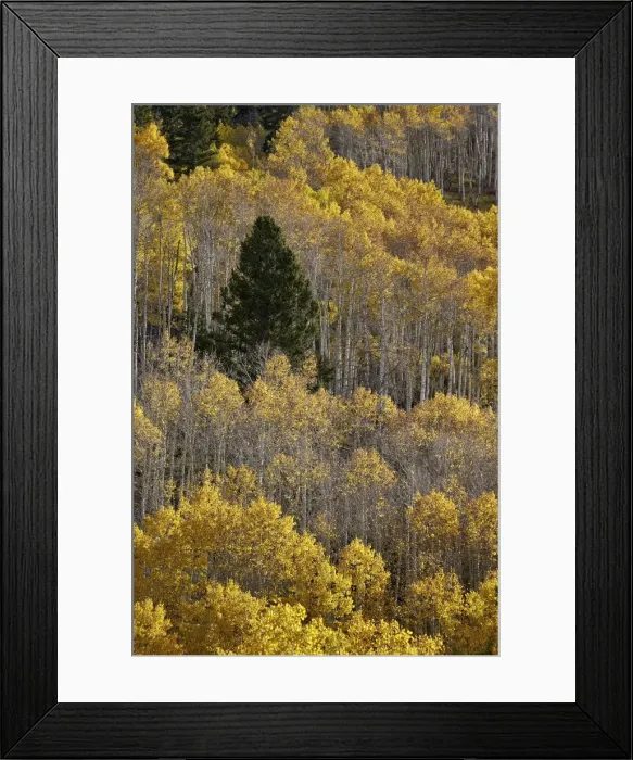 Framed Print : Yellow aspens and an evergreen in the fall, San Juan National Forest, Colorado, United States of America, North America Framed Print : Yellow aspens and an evergreen in the fall, San Juan National Forest, Colorado, United States of America, North America