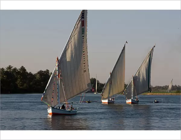 Traditional felucca sailing boats on the River Nile near Luxor, Egypt, North Africa, Africa