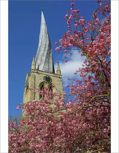 Crooked spire and spring blossom, Chesterfield, Derbyshire, England, United Kingdom, Europe