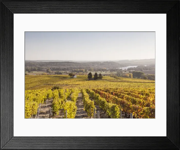 Framed Print : Autumn color in the vineyards of Sancerre, Cher, France, Europe Framed Print : Autumn color in the vineyards of Sancerre, Cher, France, Europe