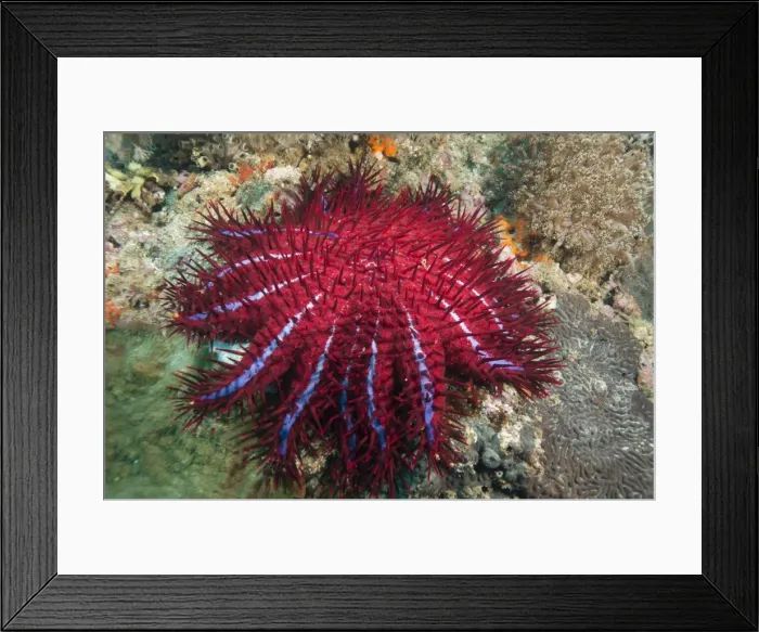 Framed Print : Crown of thorns starfish, Dimaniyat Islands, Gulf of Oman, Oman, Middle East Framed Print : Crown of thorns starfish, Dimaniyat Islands, Gulf of Oman, Oman, Middle East