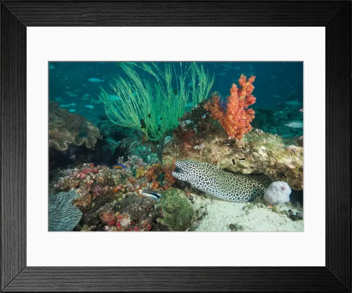 Framed Print : Spotted eel at the Aquarium, Dimaniyat Islands, Gulf of Oman, Oman, Middle East Framed Print : Spotted eel at the Aquarium, Dimaniyat Islands, Gulf of Oman, Oman, Middle East