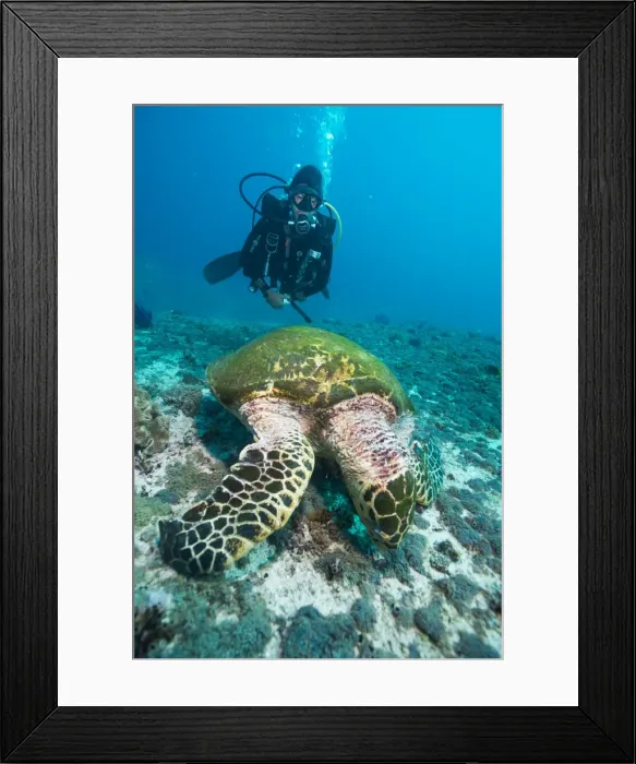Framed Print : Diver and Hawksbill turtle, Dimaniyat Islands, Gulf of Oman, Oman, Middle East Framed Print : Diver and Hawksbill turtle, Dimaniyat Islands, Gulf of Oman, Oman, Middle East
