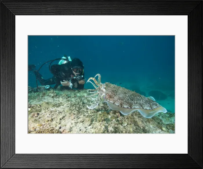 Framed Print : Large cuttle fish at the Aquarium, Dimaniyat Islands, Gulf of Oman, Oman, Middle East Framed Print : Large cuttle fish at the Aquarium, Dimaniyat Islands, Gulf of Oman, Oman, Middle East