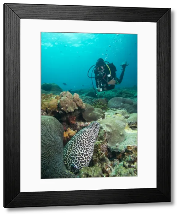 Framed Print : Spotted eel, Dimaniyat Islands, Gulf of Oman, Oman, Middle East Framed Print : Spotted eel, Dimaniyat Islands, Gulf of Oman, Oman, Middle East
