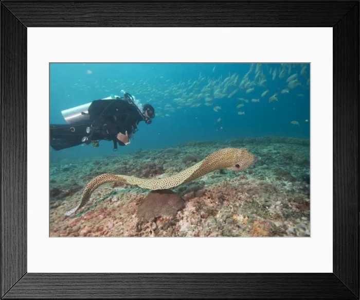 Framed Print : Free spotted eel, Dimaniyat Islands, Gulf of Oman, Oman, Middle East Framed Print : Free spotted eel, Dimaniyat Islands, Gulf of Oman, Oman, Middle East