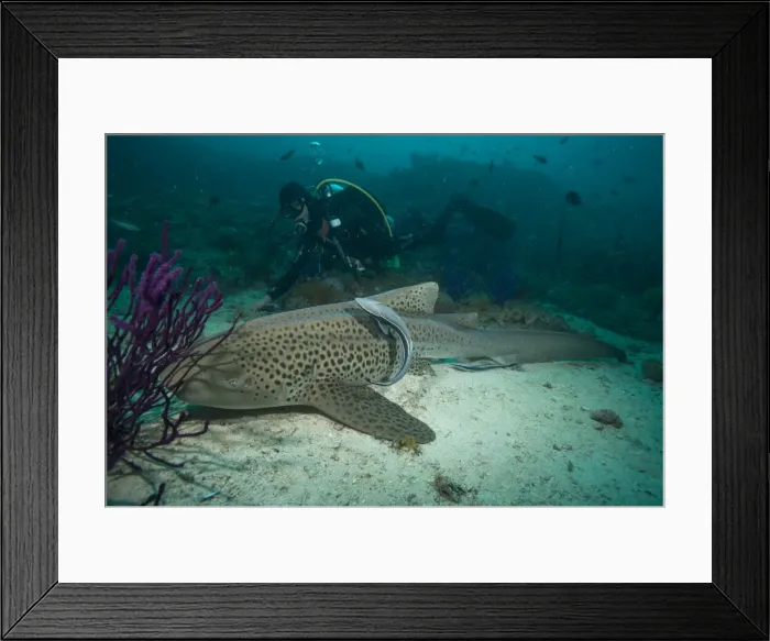 Framed Print : Leopard shark, Dimaniyat Islands, Gulf of Oman, Oman, Middle East Framed Print : Leopard shark, Dimaniyat Islands, Gulf of Oman, Oman, Middle East