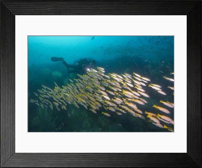 Framed Print : Schooling yellowtails, Dimaniyat Islands, Gulf of Oman, Oman, Middle East Framed Print : Schooling yellowtails, Dimaniyat Islands, Gulf of Oman, Oman, Middle East