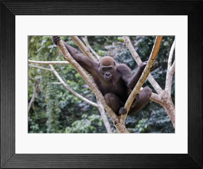 Framed Print : Rehabilitated orphaned western lowland gorilla (Gorilla gorilla gorilla) released back into natural habitat, Parc de la Lekedi, Haut-Ogooue, Gabon, Africa Framed Print : Rehabilitated orphaned western lowland gorilla (Gorilla gorilla gorilla) released back into natural habitat, Parc de la Lekedi, Haut-Ogooue, Gabon, Africa