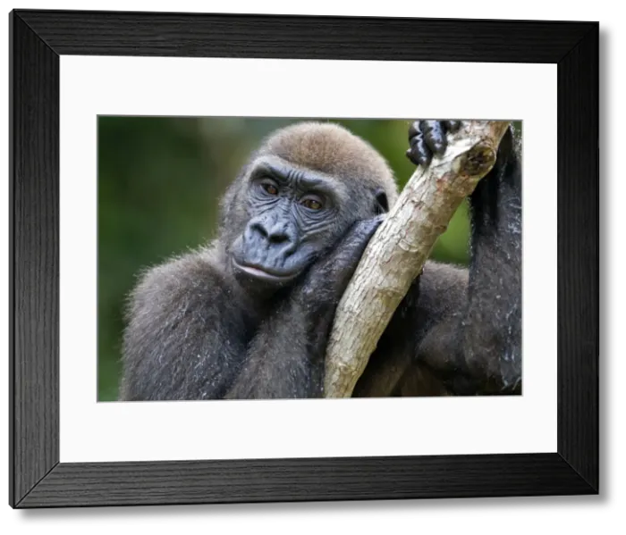 Framed Print : Rehabilitated orphaned western lowland gorilla (Gorilla gorilla gorilla) released back into natural habitat, Parc de la Lekedi, Haut-Ogooue, Gabon, Africa Framed Print : Rehabilitated orphaned western lowland gorilla (Gorilla gorilla gorilla) released back into natural habitat, Parc de la Lekedi, Haut-Ogooue, Gabon, Africa