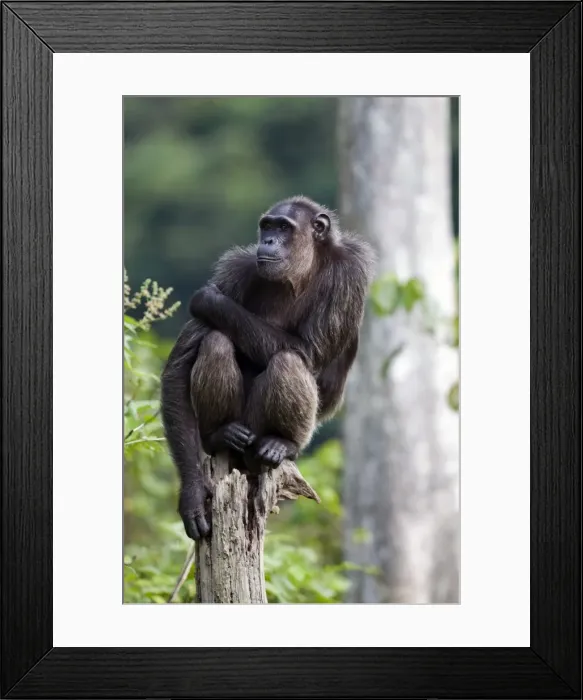 Framed Print : Rehabilitated orphaned chimpanzee (Pan troglodytes) released back into natural habitat, Parc de la Lekedi, Haut-Ogooue, Gabon, Africa Framed Print : Rehabilitated orphaned chimpanzee (Pan troglodytes) released back into natural habitat, Parc de la Lekedi, Haut-Ogooue, Gabon, Africa