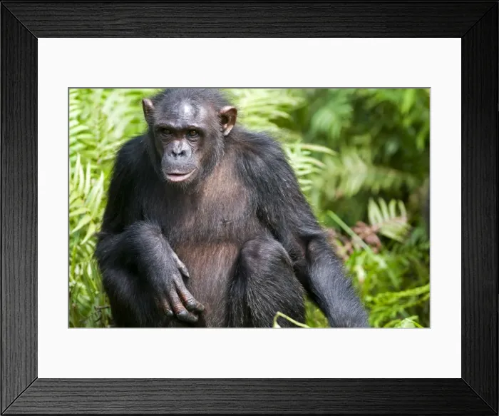 Framed Print : Rehabilitated orphaned chimpanzee (Pan troglodytes) released back into natural habitat, Parc de la Lekedi, Haut-Ogooue, Gabon, Africa