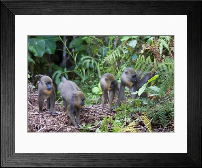Framed Print : Juvenile mandrills (Mandrill sphinx), Parc de la Lekedi, Haut-Ogooue, Gabon, Africa Framed Print : Juvenile mandrills (Mandrill sphinx), Parc de la Lekedi, Haut-Ogooue, Gabon, Africa