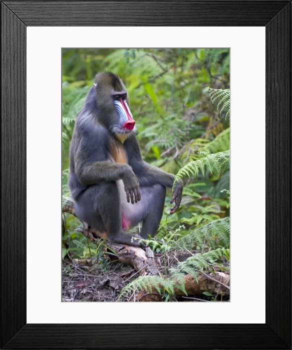 Framed Print : Male mandrill (Mandrill sphinx), Parc de la Lekedi, Haut-Ogooue, Gabon, Africa Framed Print : Male mandrill (Mandrill sphinx), Parc de la Lekedi, Haut-Ogooue, Gabon, Africa