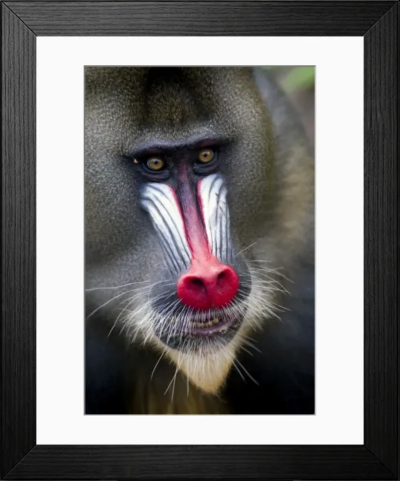 Framed Print : Portrait of a male mandrill (Mandrill sphinx), Parc de la Lekedi, Haut-Ogooue, Gabon, Africa Framed Print : Portrait of a male mandrill (Mandrill sphinx), Parc de la Lekedi, Haut-Ogooue, Gabon, Africa