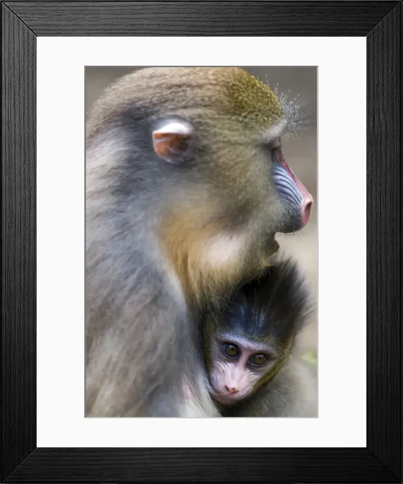 Framed Print : Female mandrill suckling offspring (Mandrill sphinx), Parc de la Lekedi, Haut-Ogooue, Gabon, Africa Framed Print : Female mandrill suckling offspring (Mandrill sphinx), Parc de la Lekedi, Haut-Ogooue, Gabon, Africa