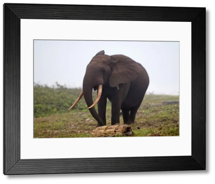 Framed Print : African forest elephant (Loxodonta cyclotis) bull walking on the beach, Sette-Cama, near Loango National Park, Ogooue-Maritime, Gabon, Africa Framed Print : African forest elephant (Loxodonta cyclotis) bull walking on the beach, Sette-Cama, near Loango National Park, Ogooue-Maritime, Gabon, Africa