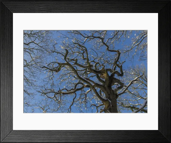 Framed Print : Snowy trees under a blue sky, country wood, winter, near Ashover and Chesterfield, Derbyshire, England, United Kingdom, Europe Framed Print : Snowy trees under a blue sky, country wood, winter, near Ashover and Chesterfield, Derbyshire, England, United Kingdom, Europe