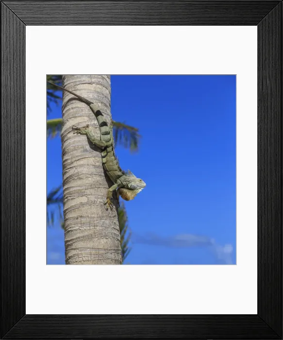 Framed Print : Green iguana (iguana iguana) in profile with raised head against blue sky, Orient Beach, St. Martin (St. Maarten), West Indies, Caribbean, Central America Framed Print : Green iguana (iguana iguana) in profile with raised head against blue sky, Orient Beach, St. Martin (St. Maarten), West Indies, Caribbean, Central America