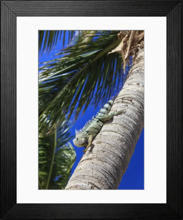 Framed Print : Green iguana (iguana iguana), dorsal crest in profile, descends palm tree trunk, Orient Beach, St. Martin (St. Maarten), West Indies, Caribbean, Central America Framed Print : Green iguana (iguana iguana), dorsal crest in profile, descends palm tree trunk, Orient Beach, St. Martin (St. Maarten), West Indies, Caribbean, Central America