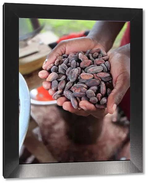 Cacao (cocoa) beans freshly harvested and ready for making into chocolate, Belize, Central America
