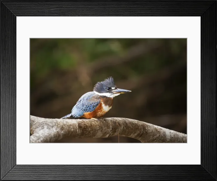 Framed Print : Ringed kingfisher (Megaceryle torquata), Mato Grosso do Sul, Brazil, South America Framed Print : Ringed kingfisher (Megaceryle torquata), Mato Grosso do Sul, Brazil, South America