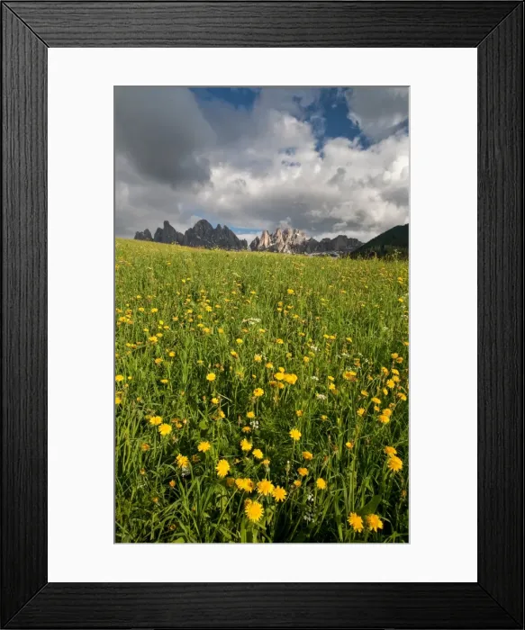 Framed Print : A threatening sky contrasting with a blooming field in the Puez-Odle National Park, Dolomites, South Tyrol, Italy, Europe Framed Print : A threatening sky contrasting with a blooming field in the Puez-Odle National Park, Dolomites, South Tyrol, Italy, Europe