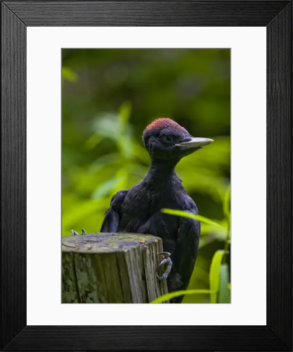 Framed Print : The proud look of a black woodpecker with its sharp peak and its red crown, Lombardy, Italy, Europe Framed Print : The proud look of a black woodpecker with its sharp peak and its red crown, Lombardy, Italy, Europe