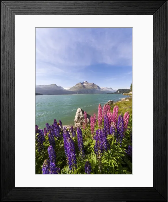 Framed Print : Pink and purple lupins blooming by Lake Sils in Engadine, not far from Saint Moritz, Graubunden, Switzerland, Europe Framed Print : Pink and purple lupins blooming by Lake Sils in Engadine, not far from Saint Moritz, Graubunden, Switzerland, Europe