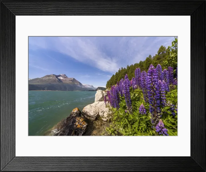 Framed Print : Pink and purple lupins blooming by Lake Sils in Engadine, not far from Saint Moritz, Graubunden, Switzerland, Europe Framed Print : Pink and purple lupins blooming by Lake Sils in Engadine, not far from Saint Moritz, Graubunden, Switzerland, Europe