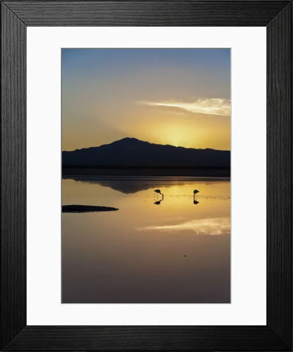 Framed Print : The stunning contrast of the thin fragile legs of two solitary flamingos fishing in a lagoon, Chile, South America Framed Print : The stunning contrast of the thin fragile legs of two solitary flamingos fishing in a lagoon, Chile, South America