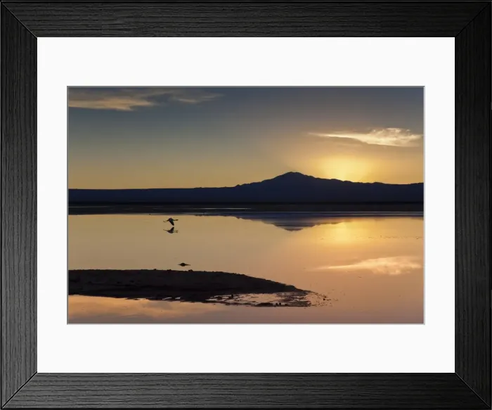 Framed Print : A solitary flamingo flying above the still waters of a lagoon with a volcano of the Andes in the background, Chile, South America Framed Print : A solitary flamingo flying above the still waters of a lagoon with a volcano of the Andes in the background, Chile, South America