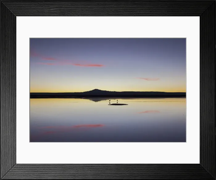 Framed Print : A couple of flamingos fishing in the still waters of a lagoon with a volcano of the Andes in the background, Chile, South America Framed Print : A couple of flamingos fishing in the still waters of a lagoon with a volcano of the Andes in the background, Chile, South America