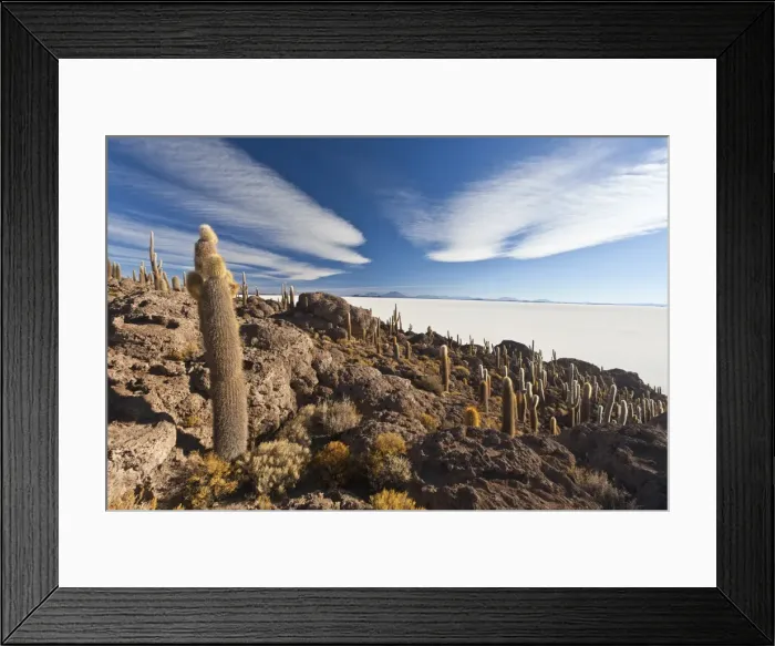 Framed Print : The Salar de Uyuni, a desert salt flat, seen from the Isla del Sol, covered in cactus and bushes, Sur Lipez Region, Bolivia, South America Framed Print : The Salar de Uyuni, a desert salt flat, seen from the Isla del Sol, covered in cactus and bushes, Sur Lipez Region, Bolivia, South America