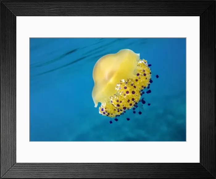 Framed Print : A bright yellow jellyfish (Cotylorhiza tuberculata) in the Mediterranean Sea by the coast of Santa Teresa di Gallura, Sardinia, Italy, Mediterranean, Europe Framed Print : A bright yellow jellyfish (Cotylorhiza tuberculata) in the Mediterranean Sea by the coast of Santa Teresa di Gallura, Sardinia, Italy, Mediterranean, Europe
