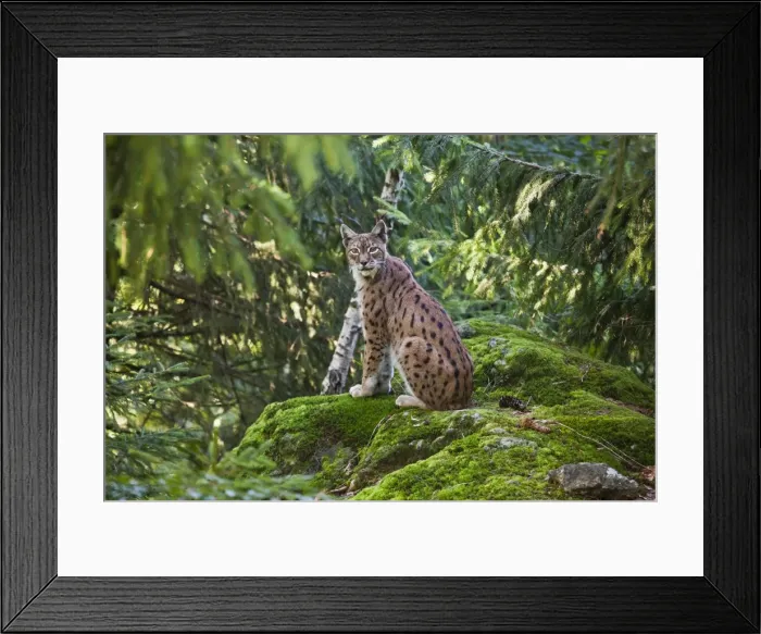 Framed Print : A lynx in the Bavarian National Park, Bavaria, Germany, Europe Framed Print : A lynx in the Bavarian National Park, Bavaria, Germany, Europe