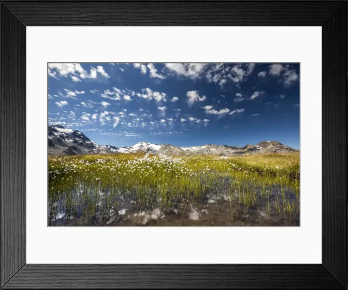 Framed Print : Eriophorus (cotton grass) blooming in the water of a lake in Upper Engadine, surrounded by the Swiss Alps, Graubunden, Switzerland, Europe Framed Print : Eriophorus (cotton grass) blooming in the water of a lake in Upper Engadine, surrounded by the Swiss Alps, Graubunden, Switzerland, Europe
