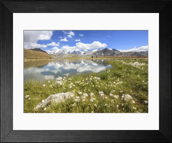 Framed Print : Cottongrass (eriophorum) blooming by the banks of Lake D Oro and Lake Umbrail in Valtellina, Lombardy, Italy, Europe Framed Print : Cottongrass (eriophorum) blooming by the banks of Lake D Oro and Lake Umbrail in Valtellina, Lombardy, Italy, Europe