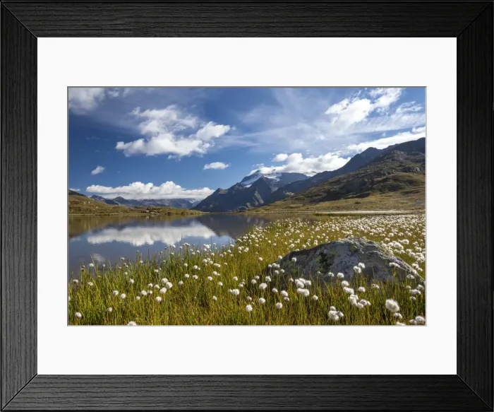 Framed Print : The banks of a lake in Upper Valtellina, by the Gavia Pass, covered in cottongrass (eriophorus), Valtellina, Lombardy, Italy, Europe Framed Print : The banks of a lake in Upper Valtellina, by the Gavia Pass, covered in cottongrass (eriophorus), Valtellina, Lombardy, Italy, Europe
