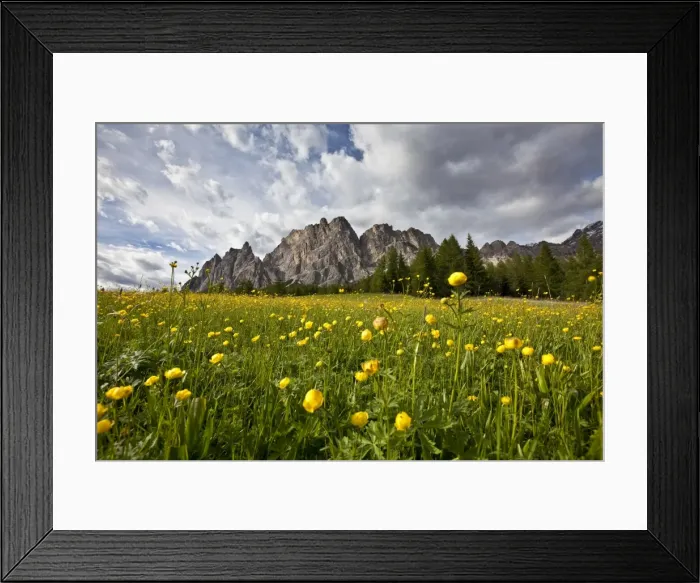 Framed Print : Globe-flowers (trollius europaeus) blooming at the foot of a massif in the Dolomites by Cortina D Ampezzo, Veneto, Italy, Europe Framed Print : Globe-flowers (trollius europaeus) blooming at the foot of a massif in the Dolomites by Cortina D Ampezzo, Veneto, Italy, Europe