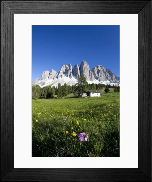 Framed Print : Spring flowers in the pastures of the Puez-Odle Nature Park in South Tyrol, Italy, Europe Framed Print : Spring flowers in the pastures of the Puez-Odle Nature Park in South Tyrol, Italy, Europe