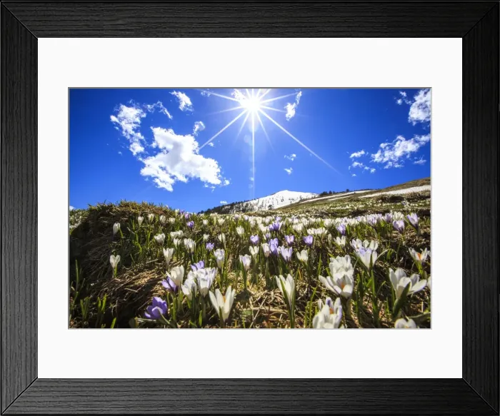 Framed Print : The sun illuminating the crocus blooming by the Cima della Rosetta with its peak still covered in snow, Lombardy, Italy, Europe Framed Print : The sun illuminating the crocus blooming by the Cima della Rosetta with its peak still covered in snow, Lombardy, Italy, Europe