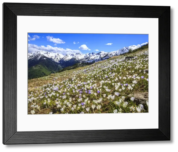 Framed Print : Crocus blooming on the pastures surrounding Cima Rosetta in the Orobie Alps, Lombardy, Italy, Europe Framed Print : Crocus blooming on the pastures surrounding Cima Rosetta in the Orobie Alps, Lombardy, Italy, Europe