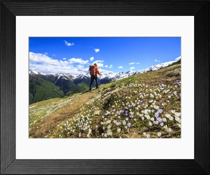 Framed Print : Hiker walking along a trail surrounded by spring flowers near Cima della Rosetta in the Orobie Alps, Lombardy, Italy, Europe Framed Print : Hiker walking along a trail surrounded by spring flowers near Cima della Rosetta in the Orobie Alps, Lombardy, Italy, Europe