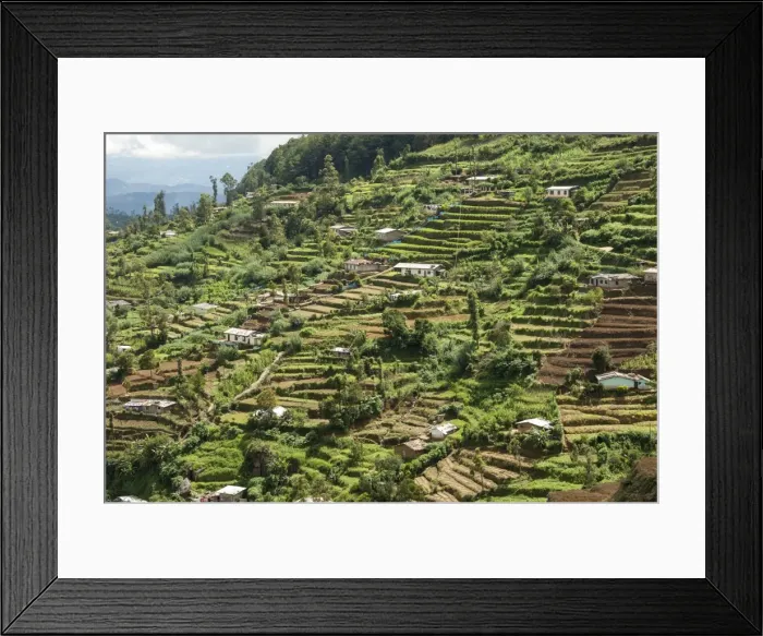 Framed Print : Terraced farmland above Ambewela, Hill Country, Sri Lanka, Asia Framed Print : Terraced farmland above Ambewela, Hill Country, Sri Lanka, Asia