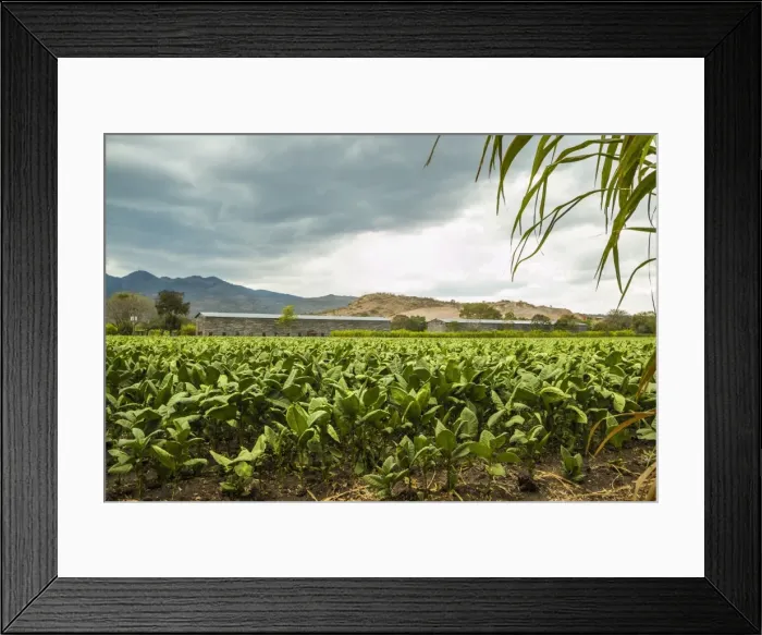 Framed Print : Field of tobacco plants in an important growing region in the north west, Condega, Nicaragua, Central America Framed Print : Field of tobacco plants in an important growing region in the north west, Condega, Nicaragua, Central America