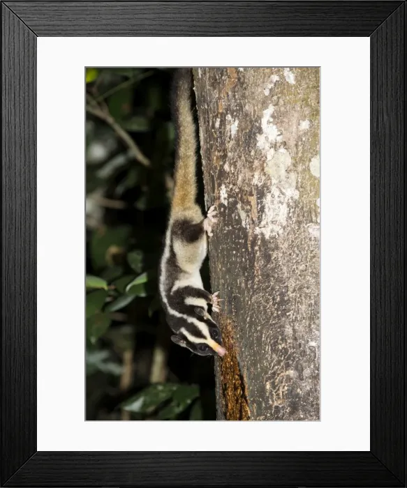 Framed Print : Rarely seen Striped possum (Dactylopsila trivirgata) on tree in the Wet Tropic rainforest of Queensland, Australia, Pacific Framed Print : Rarely seen Striped possum (Dactylopsila trivirgata) on tree in the Wet Tropic rainforest of Queensland, Australia, Pacific