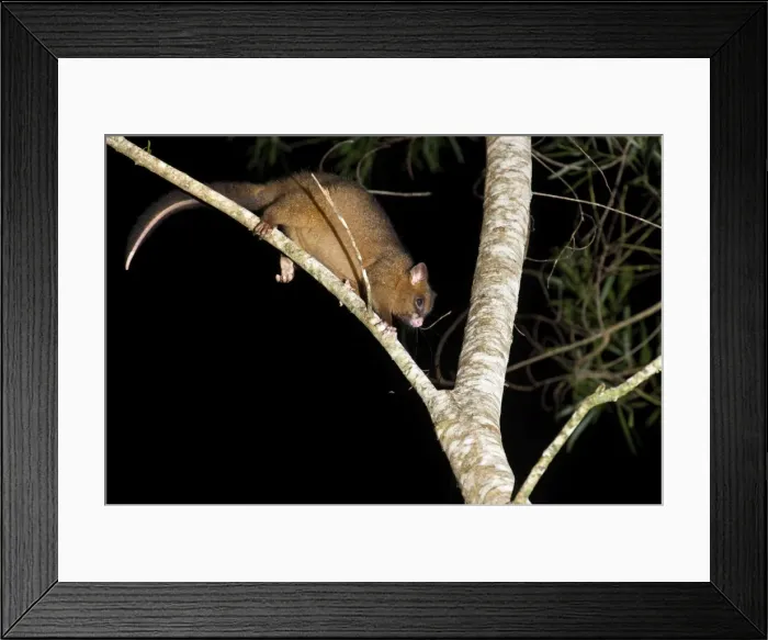 Framed Print : Coppery brushtail possum (Trichosurus vulpecula johnstonii), arboreal nocturnal rainforest possum endemic to Atherton Tablelands, Queensland, Australia, Pacific Framed Print : Coppery brushtail possum (Trichosurus vulpecula johnstonii), arboreal nocturnal rainforest possum endemic to Atherton Tablelands, Queensland, Australia, Pacific